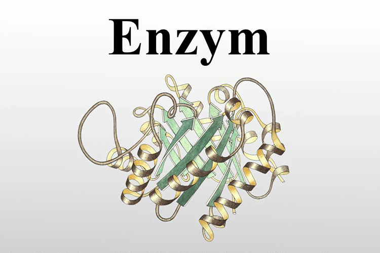 Hồ sơ tự công bố phụ gia thực phẩm - Enzym